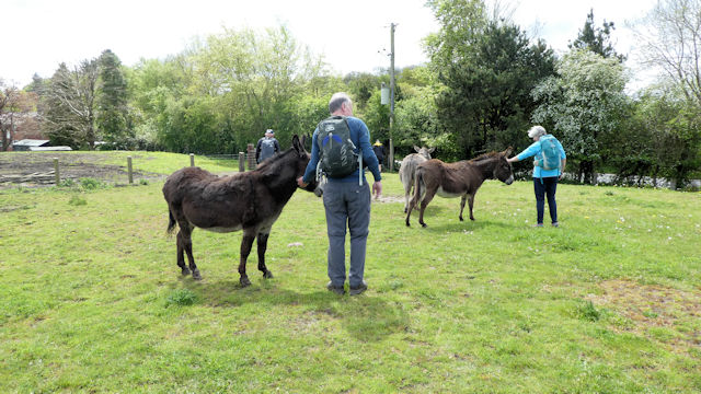 donkeys
